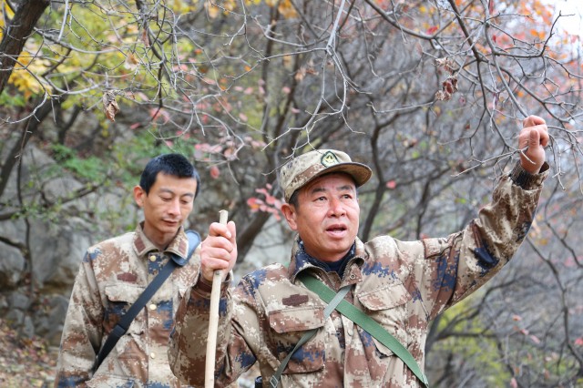 临沂山大王刘善东，守护青山三十二载，万木生机盎然