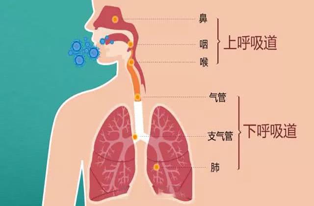 中医调理呼吸系统秘诀，维护肺部健康之道