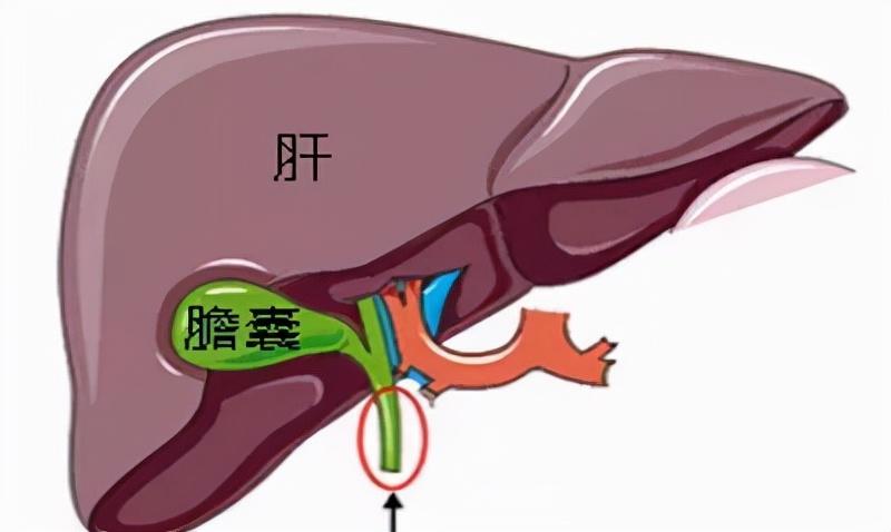 中医肝脏调理与压力缓解之道