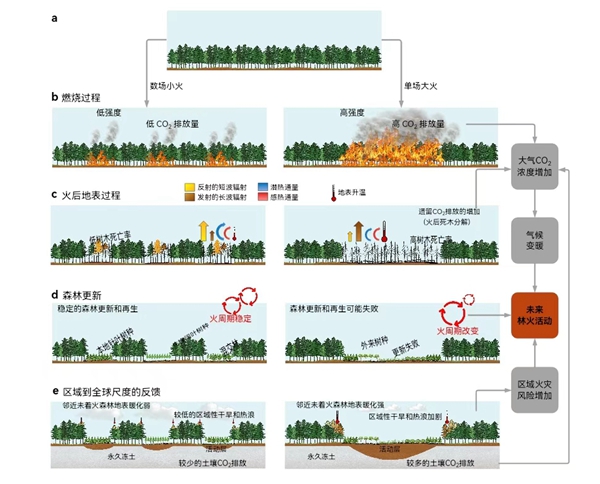 生态保护，森林碳吸收潜力与抵御自然灾害的重要性