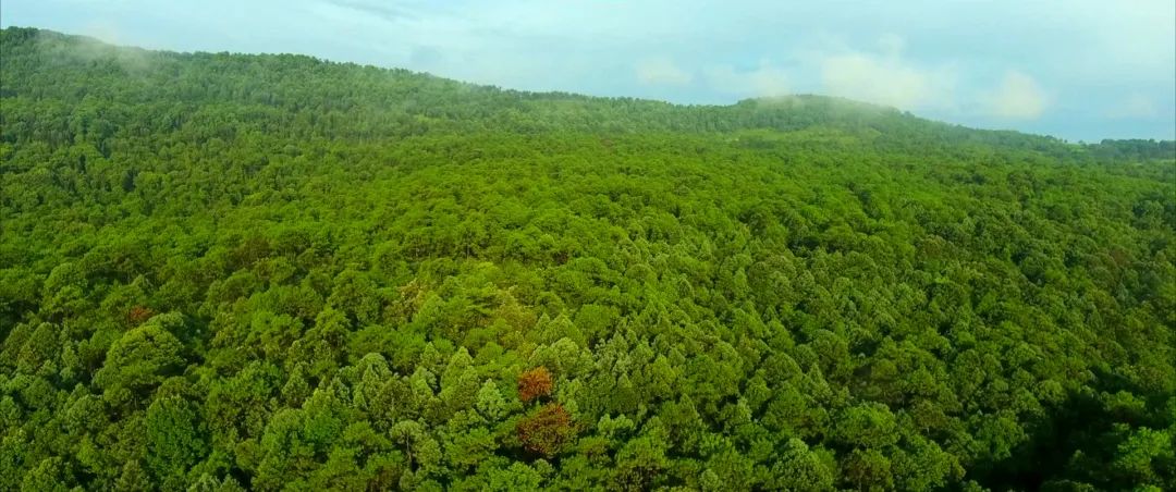 森林保护与碳汇功能在气候变化中的重要性