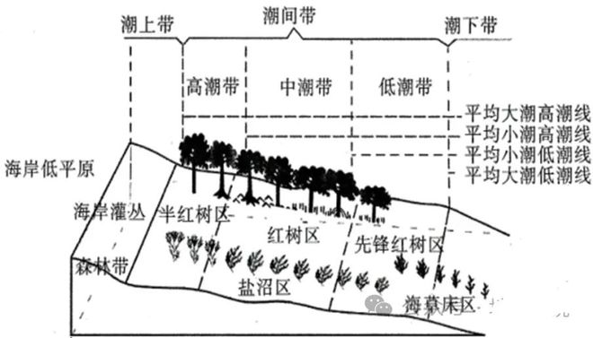 森林保护措施对提升生态系统碳吸收能力的关键作用分析