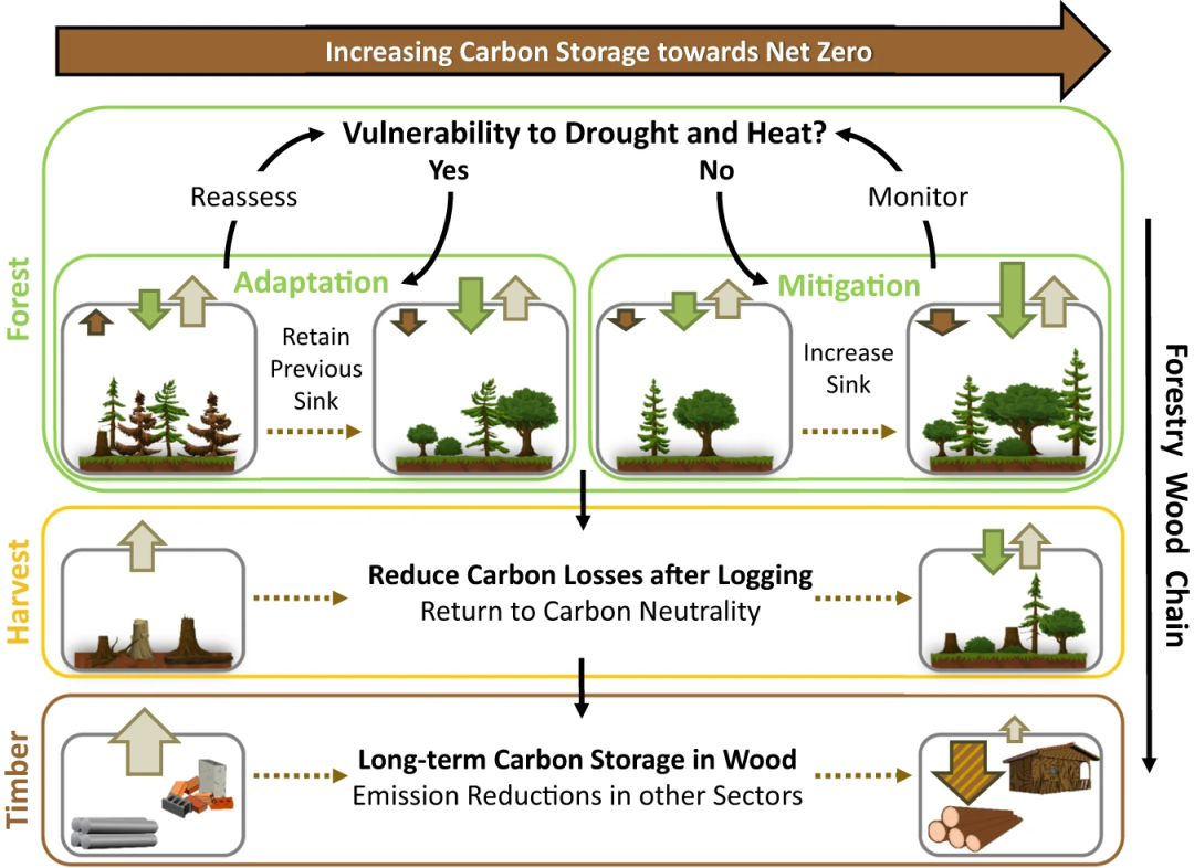 气候适应性森林管理与碳吸收能力的协同研究