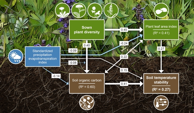 植物种类多样性对森林碳吸收能力的增强作用研究