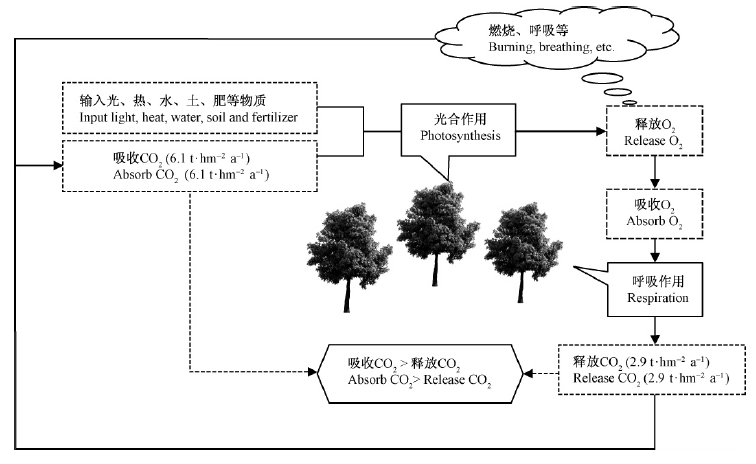 森林保护与生态恢复中的碳吸收机制及其影响研究