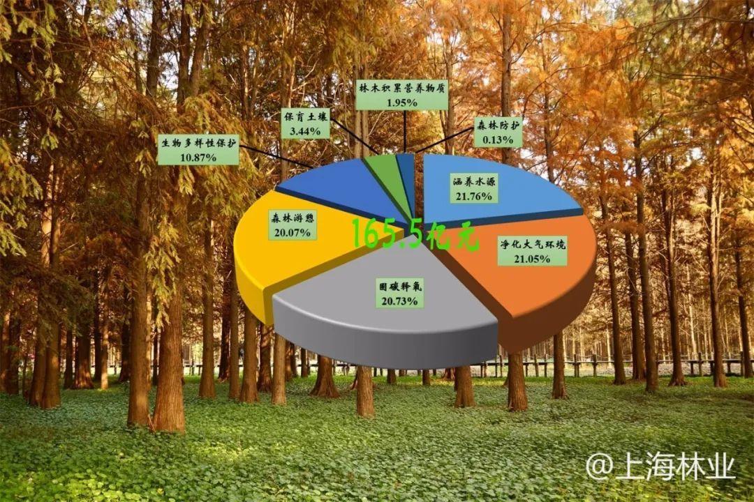 森林生物多样性与碳吸收能力的关联，保护森林的重要性及策略探讨