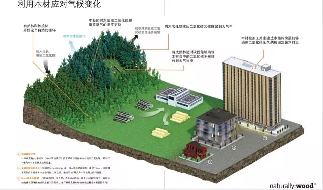 森林保护与碳吸收，助力可持续发展目标的实现