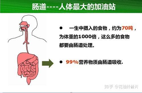 中医视角下的肠道清理与健康排毒之道