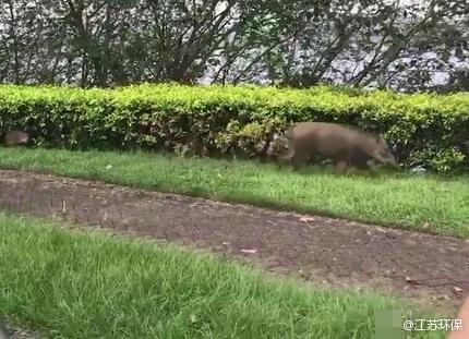 池州高校内野猪狂奔事件，生态与安全管理问题的反思