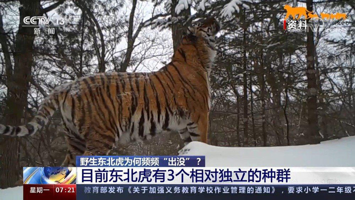 官方回应东北虎进村，人与自然和谐共处面临的挑战与应对策略