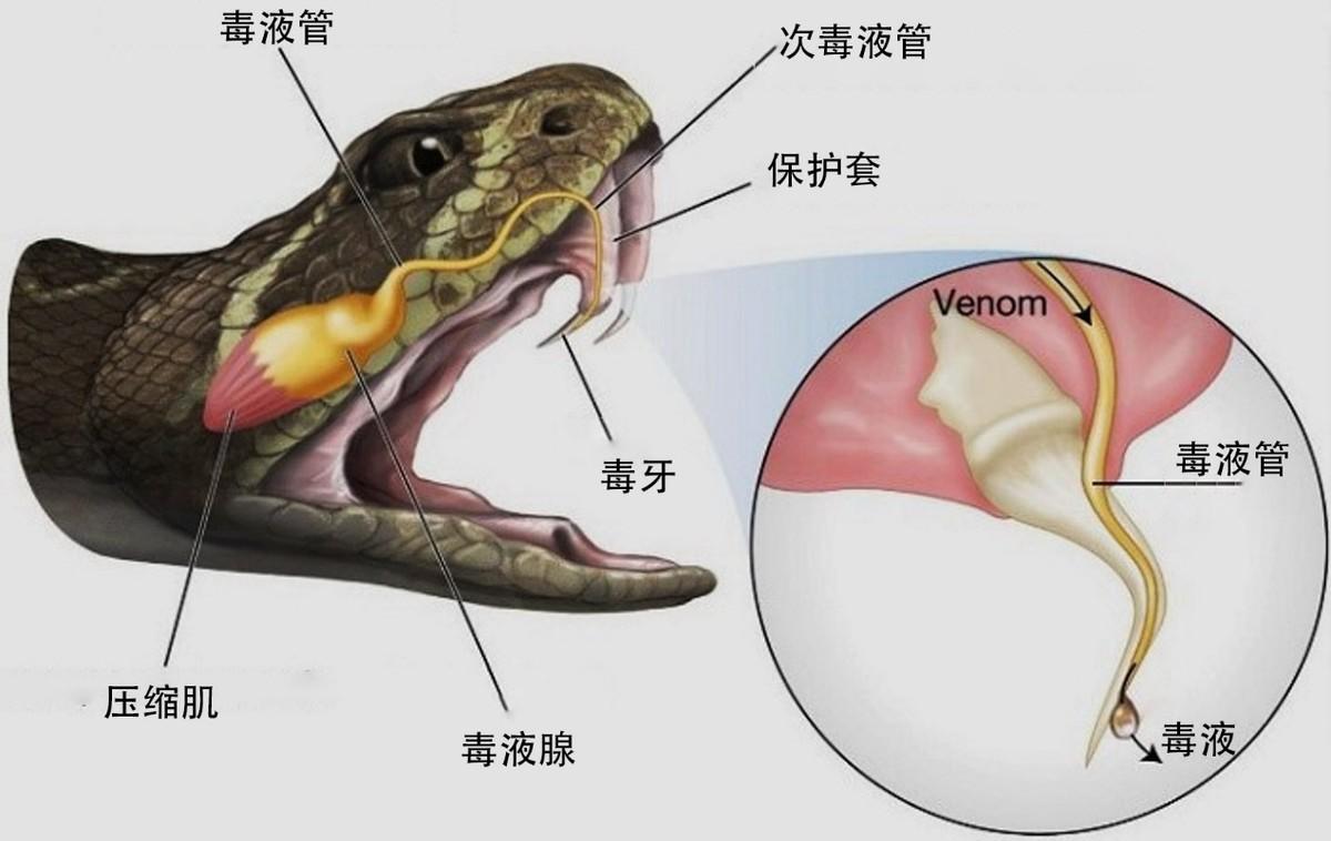 毒蛇咬伤急救指南，如何为家人提供正确救援措施