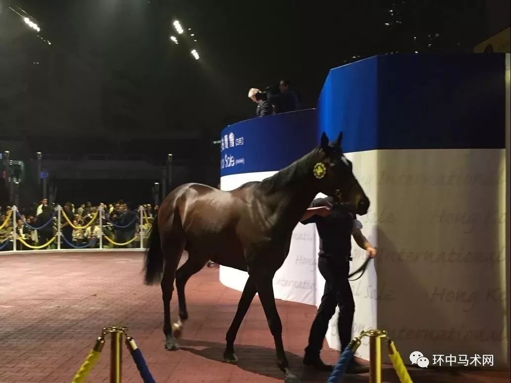 香港赛马资料更新速度与深度，与时俱进掌握赛马最新动态